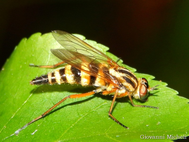 Femmina di Thereva aurata (Therevidae)